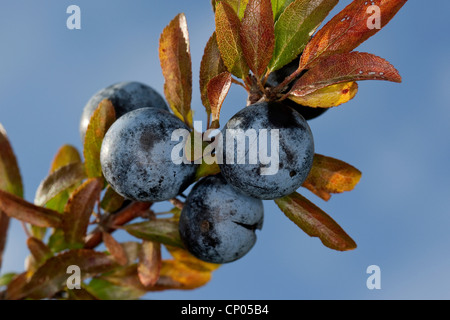 Prunellier, prunelle (Prunus spinosa), prunellier fruits sur une branche, Allemagne Banque D'Images