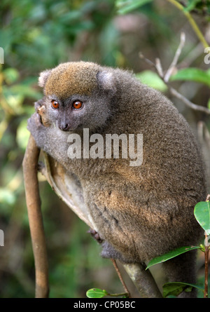 L'est moindre, Hapalémur Hapalemur griseus, Lemuridae, primates. Vakona Forest Lodge, Andasibe, Madagascar, Afrique. Banque D'Images