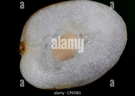 La symphorine blanche (Symphoricarpos albus, waxberry, Symphoricarpos racemosus), coupe longitudinale d'un fruit, Allemagne Banque D'Images