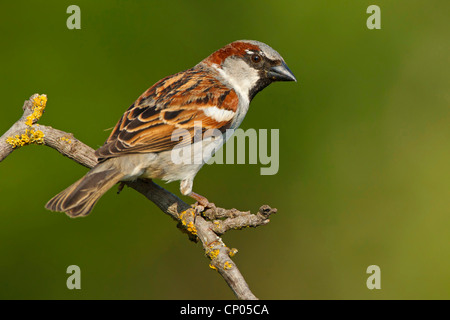 Moineau domestique (Passer domesticus), homme assis sur une branche, l'Allemagne, Rhénanie-Palatinat Banque D'Images