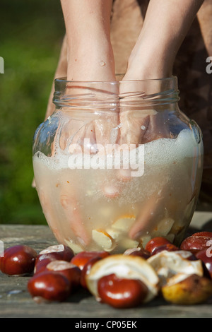 Le marronnier commun (Aesculus hippocastanum), la fabrication de savon à partir de l'enfant : châtaignes hachées mélanger de l'eau et de l'Allemagne, conkers Banque D'Images