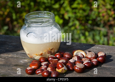 Le marronnier commun (Aesculus hippocastanum), la fabrication de savon à partir de châtaignes cheval : saponine fabriquée à partir d'eau et de l'Allemagne, conkers hachée Banque D'Images