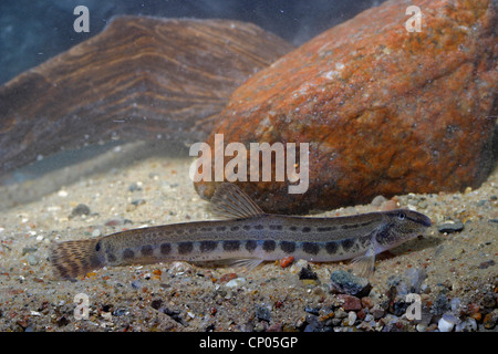 Épines loach, repéré weatherfish (Cobitis taenia), Allemagne Banque D'Images