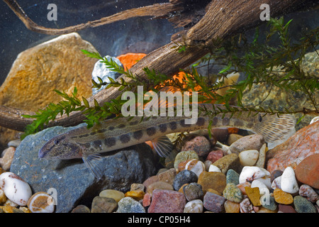 Épines loach, repéré weatherfish (Cobitis taenia), Allemagne Banque D'Images