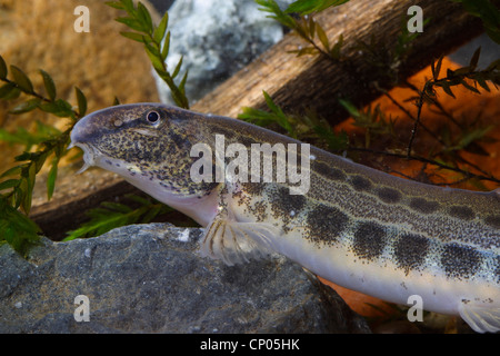 Épines loach, repéré weatherfish (Cobitis taenia), Allemagne Banque D'Images