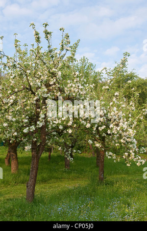 Pommier (Malus domestica), fleurs de pommiers, Allemagne Banque D'Images