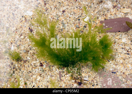 Une algue verte (Cladophora rupestris), Royaume-Uni. Banque D'Images