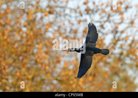 Grand Cormoran (Phalacrocorax carbo), battant devant l'OB d'arbres, l'Allemagne, Bade-Wurtemberg Banque D'Images