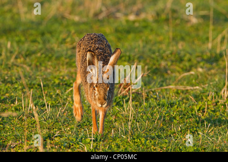 Lièvre d'Europe (Lepus europaeus), sauter dans un pré, Allemagne, Rhénanie-Palatinat Banque D'Images