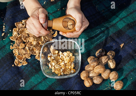 Noyer (Juglans regia), enfant de genou sur une couverture noix de fissuration Banque D'Images