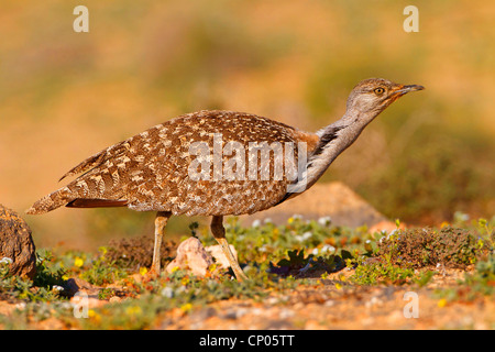 L'outarde houbara (Chlamydotis undulata) fuerteventurae, side view, Canaries, Fuerteventura Banque D'Images