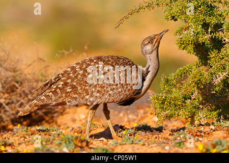 L'outarde houbara (Chlamydotis undulata) fuerteventurae, side view, Canaries, Fuerteventura Banque D'Images