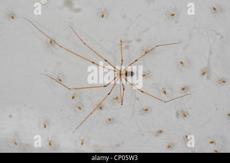 Cave à vin corsé, Longbodied araignée araignée Pholcus phalangioides (cave), femme avec un jour mineurs dans une web à un plafond, Allemagne Banque D'Images