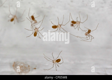 Cave à vin corsé, Longbodied araignée araignée Pholcus phalangioides (cave), un jour mineurs dans une web à un plafond, Allemagne Banque D'Images