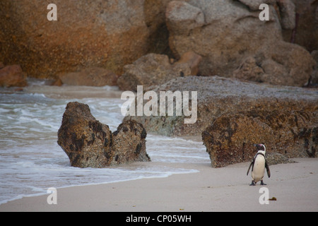 Jackass penguin, manchot, le putois (Spheniscus demersus), sur la plage, Afrique du Sud, Western Cape, Boulders Beach, Simons Town Banque D'Images