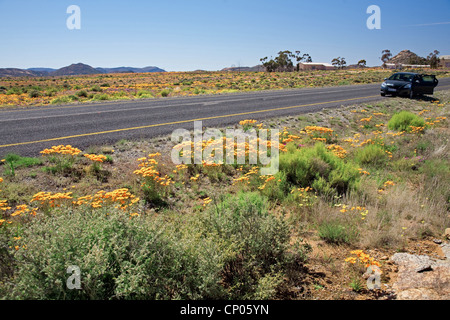 Fleurs sauvages le long des routes, de l'Afrique du Sud Springbok Banque D'Images