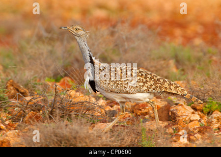 L'outarde houbara (Chlamydotis undulata) fuerteventurae, tournant, Canaries, Fuerteventura Banque D'Images