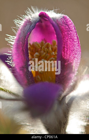 Anémone pulsatille (Pulsatilla vulgaris), macroshot de bud en contre-jour, l'Allemagne, Rhénanie-Palatinat Banque D'Images