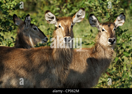 Waterbucks femelle commun ( Kobus ellipsiprymnus ) , le parc national Kruger, Afrique du Sud Banque D'Images