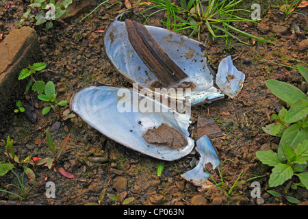 Les moules de l'étang, les flotteurs (Anodonta spec.), des coquilles vides sur le sol humide sol, Allemagne, Bade-Wurtemberg Banque D'Images