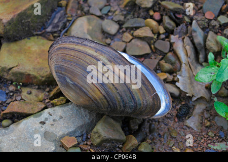 Les moules de l'étang, les flotteurs (Anodonta spec.), des coquilles vides sur le sol humide sol, Allemagne, Bade-Wurtemberg Banque D'Images