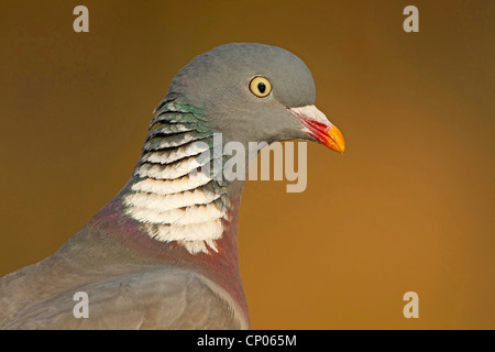 Pigeon ramier (Columba palumbus), portrait, Allemagne, Rhénanie-Palatinat Banque D'Images