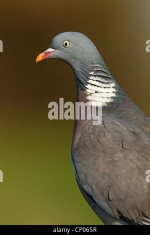 Pigeon ramier (Columba palumbus), portrait, Allemagne, Rhénanie-Palatinat Banque D'Images