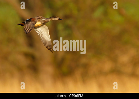 Le canard chipeau (Anas strepera strepera), Mareca, voler, Allemagne, Rhénanie-Palatinat Banque D'Images