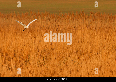 Grande Aigrette Grande Aigrette (Egretta alba, Casmerodius albus, Ardea alba), volant au-dessus de Reed, Allemagne, Rhénanie-Palatinat Banque D'Images