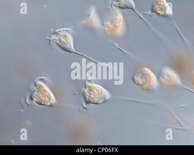 (Vorticella Vorticella spec.), colonie, Allemagne Banque D'Images