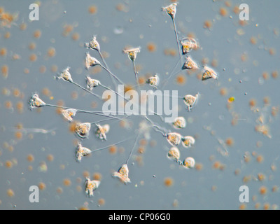 (Vorticella Vorticella spec.), colonie, Allemagne Banque D'Images