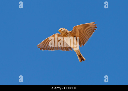 Moindre circaète Jean-lark (Calandrella rufescens), voler, Canaries, Fuerteventura Banque D'Images