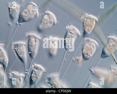 (Vorticella Vorticella spec.), colonie, Allemagne Banque D'Images