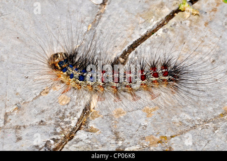 La spongieuse (Lymantria dispar), Caterpillar assis sur un rocher, Grèce Banque D'Images