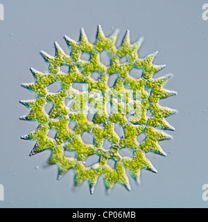 Pediastrum (Pediastrum spec.), colonie, Allemagne Banque D'Images