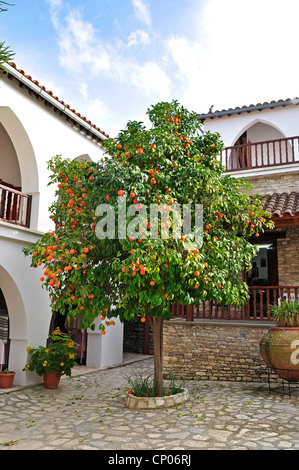 Orange (Citrus sinensis), la fructification orange tree à Minas monastère, Chypre Banque D'Images