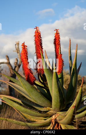 L'aloès du Cap, l'Amer, L'Aloès Aloès rouge, appuyez sur l'Aloès (Aloe ferox), l'Aloès dans la lumière du soir, Afrique du Sud, Western Cape, Parc National de Bontebok, Swellendam Banque D'Images