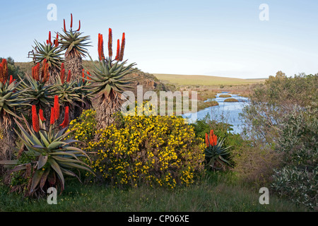 L'aloès du Cap, l'Amer, L'Aloès Aloès rouge, appuyez sur l'Aloès (Aloe ferox), de l'aloès en face de la rivière Breede, Afrique du Sud, Western Cape, Parc National de Bontebok, Swellendam Banque D'Images