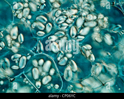 La pomme de terre (Solanum tuberosum), les granules d'amidon de tubercule de pomme de terre Banque D'Images