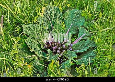 Automne Mandragore (Mandragora autumnalis), blooming, Chypre Banque D'Images