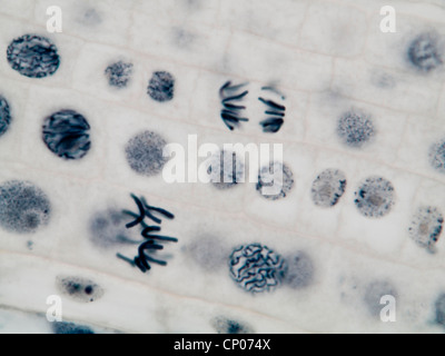 La mitose dans une racine d'oignon, prophasis anaphasis et Banque D'Images