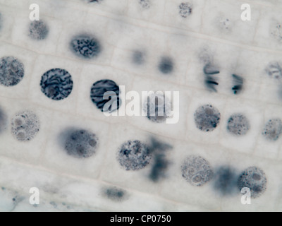 La mitose dans une racine d'oignon, prophasis anaphasis et Banque D'Images