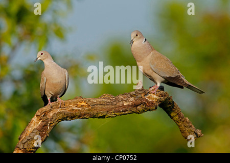 Tête (Streptopelia decaocto), paire assis sur une branche, l'Allemagne, Rhénanie-Palatinat Banque D'Images