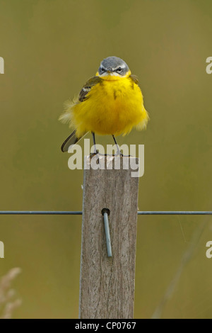 Bergeronnette printanière-bleu, la bergeronnette printanière (Motacilla flava flava), assis sur une pile de clôture, l'Allemagne, Rhénanie-Palatinat Banque D'Images