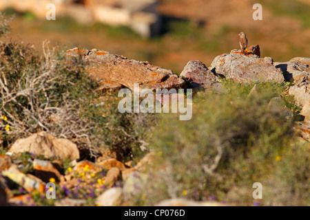 (Rhodopechys githaginea trumpeter Finch, Bucanetes githagineus), assis sur une pierre, Canaries, Fuerteventura Banque D'Images