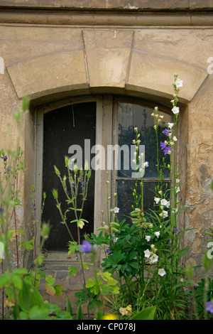 Fleurs en face d'une fenêtre d'une maison abandones, Allemagne, Brandenburg, Bad Freienwalde Banque D'Images