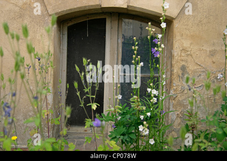 Fleurs en face d'une fenêtre d'une maison abandones, Allemagne, Brandenburg, Bad Freienwalde Banque D'Images