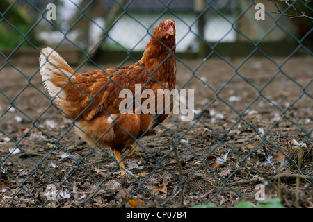 Les oiseaux domestiques (Gallus gallus f. domestica), derrière une clôture de grillage métallique, Allemagne Banque D'Images