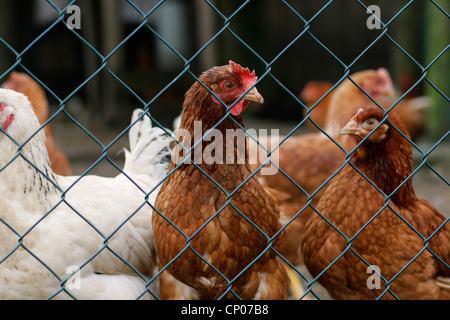 Les oiseaux domestiques (Gallus gallus f. domestica), poules derrière une clôture de grillage métallique, Allemagne Banque D'Images