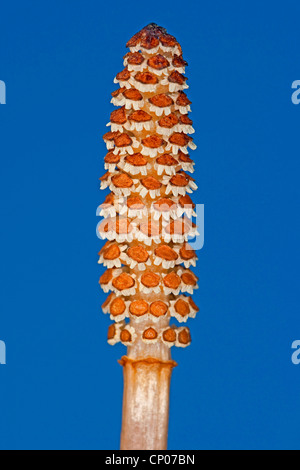 La prêle des champs (Equisetum arvense), Allemagne, sporophylles Banque D'Images